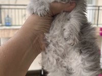 British longhair black golden dişi yavru