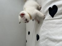 Minik British Shorthair Bebeğimiz