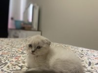 Scottish fold blue point dişi