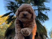 Kore Maltipoo