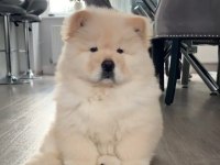 Chow Chow Çin Aslanı yavrular