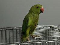 Dişi Pakistan Papağanı