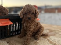 Kore kan toy red brown poodle