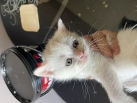 Yavru British Shorthair Antalya