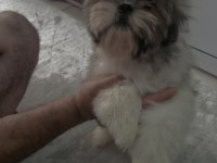 Shih-tzu yavrularımız
