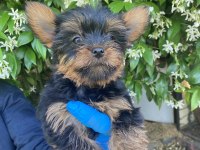 Yorkie Shire Şirineler