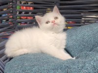British shorthair dişi prenses