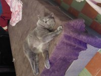 Kehribar göz british shorthair