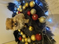 Orijinal pomeranian boo bebeğimiz
