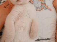 Scottish Fold Blue Point