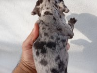 MERAKLISINA FRENCH BULLDOG KÖPEĞİMİZ