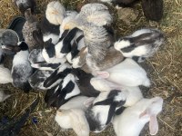 Birbirinden farklı sevimli mi sevimli tavşanlar
