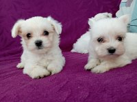 Orjinal maltese