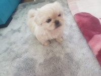 Pekinez cins köpek beyaz