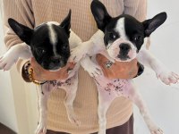 Alanyadan A Kalite French Bulldog Yavruları