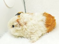 İstanbul Bağcılar sahibinden ginepig