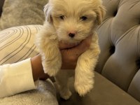 68 günlük maltipoo yavrumuza yuva arıyoruz