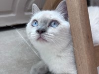 Scottish Straight Blue Point