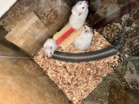 Dişi Hamster