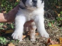St Bernard bu yosunu kim evine alır