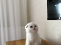 SCOTTISH FOLD BEYAZ YAVRULARIM 
