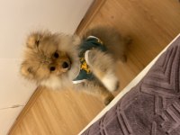 4.5 aylık pomeranian