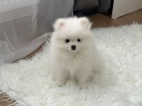 POMERANİAN BOO KÖPEĞİ