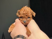 Kore Red-Brown Toy Poodle Yavrularımız