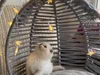 ANKARA İÇİ OYUNCU BEBEK KEDİLER