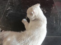 Acil sahiplendirme scottish fold