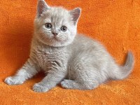 British shorthair dişi