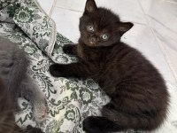 Yeni yavru british shorthair
