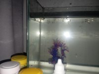2 aylık halfblack Lepistes balıklar