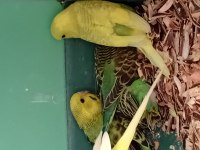 Yeni yem yemeye başlayan kuşlarımız eğitmelik