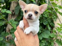 Erkek Chihuahua Yavrumuz Teslime Hazır