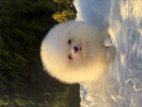Kar beyaz pomeranian dişi