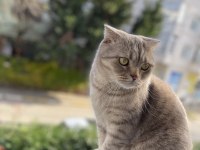 Scottish fold 3 yaşında