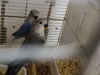Sevda papağanı bebek kuşlar