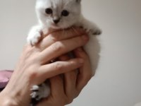 British shorthair yavrumuz yeni yuvasını arıyor