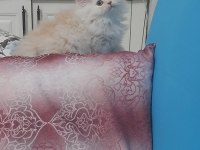 Dünya tatlısı safkan chinchilla yavru