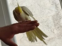 4 aylık sultan papağanı lutino kırmızı göz