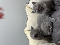 British shorthair bi color ve blue point bebek