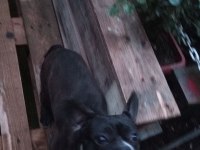 French bulldog matilla için yuva