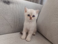 British shorthair kedimize güzel bir yuva arıyoruz