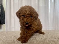 MİNİ BOY RED TOY POODLE KIZIMIZ