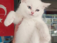 SCOTTİSH VE BRİTİSH YAVRULAR YUVASINI ARIYOR