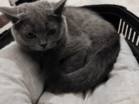 Tamamen sağlıklı 2 güzel british shorthair