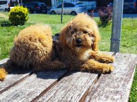 Toy poodle