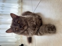 British longhair