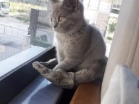 Sahibinden british shorthair (yavru)